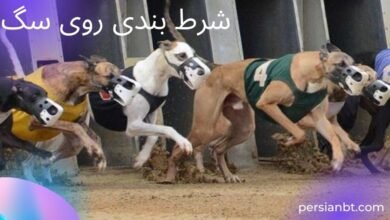 آموزش شرط بندی روی مسابقه دو سگ ها به همراه بررسی آپشن ها