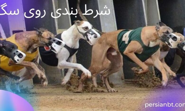 آموزش شرط بندی روی مسابقه دو سگ ها به همراه بررسی آپشن ها