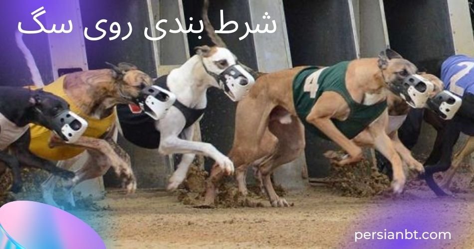 آموزش شرط بندی روی مسابقه دو سگ ها به همراه بررسی آپشن ها